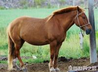 马是怎么睡觉的，大部分都是站着睡觉(它们也会躺着休息)