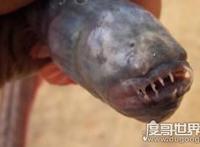 狼牙虾虎鱼生命力顽强，头被斩断还依旧活蹦乱跳