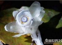 水晶兰为什么叫死亡之花，通体白色来自阴间的植物