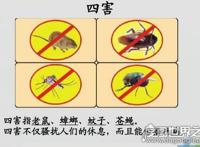 四害是哪四害，苍蝇、蚊子、老鼠、蟑螂这四种动物被称为四害
