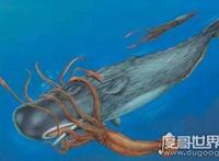 抹香鲸vs大王乌贼视频，大王乌贼不过是战五渣被完虐