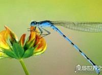 世界上眼睛最多的动物，蜻蜓(每只复眼有28万个眼晶体)