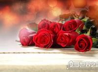 美国国花是什么，和英国国花一样都是玫瑰