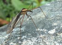 世界上最大的蚊子，华美巨蚊身长可长达4厘米(为益虫)