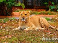 狮虎兽和虎狮兽的区别，为什么虎狮兽比狮虎兽更为珍贵