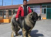 高加索犬vs藏獒综合评价，高加索犬完虐藏獒