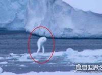 世界上无法解释的生物，无毛水怪现身深圳水库（还需人类探索）