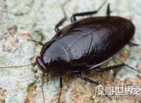 蟑螂会飞吗，有翅膀可以飞行(犀牛蟑螂是世界上最大蟑螂)