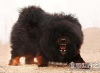 藏獒和狼谁厉害，藏獒高大的体型更占优势(群狼完虐藏獒)