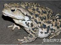 蟾蜍有毒吗，体内有毒腺(在捉蟾蜍时要注意它们喷出的毒液)