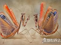 世界上最稀有的螳螂，雌雄魔花螳螂残忍谋杀亲夫