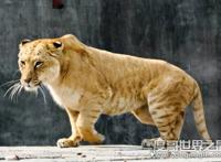 怪异狮虎兽图片，狮虎杂交产生世界最大的猫科动物