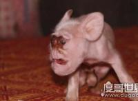基因变异猪太可怕了，长八条腿两个脑袋还生出怪物