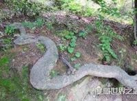 广西桂平挖蛇事件，挖出16米巨蛇吓死过人纯属谣言