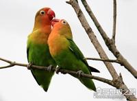 虎皮鹦鹉怎么分公母，看头和身形就可以分辨性别