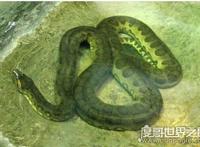 蚺和蟒的区别，蚺多数是卵胎生(而蟒蛇则多数是卵生)