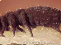 地球上5种不死神兽，水熊/蛤蜊/灯塔水母/涡虫/轮虫