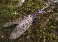 世界上十大最吓人的昆虫，自然界中10种长相超恐怖的昆虫