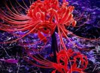 世界十大恶魔之花，妖艳致命的美丽（华美无比）