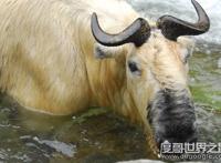 六不像是什么动物，我国独有的神兽扭角羚(几乎见不到)