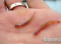 全球十大吸血动物，吸血鱼竟能钻进男人的尿道