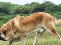 世界大型犬排名，最高可达到一米第二名进入禁养名单