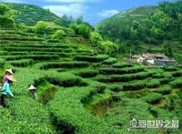 铁观音属于什么茶系，其实并不是绿茶(而是乌龙茶)