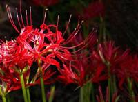 死人花开在墓地周围，鲜艳的血红色寓意死亡不详