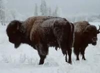 动物同性恋存在吗，什么动物是同性恋（上百种）