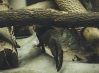 世界上最不可思议的动物，在灭绝恐龙的的浩劫中存活至今(未进化)