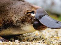 世界上现存最原始的动物，鸭嘴兽(在2500万年前便已经出现)