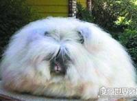 世界上毛最长的兔子，安哥拉兔毛长38厘米(全身只能看见嘴巴)