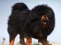 这世界十大名狗，可不仅仅是价格名贵