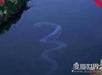 马来西亚发现巨蛇Nabau，长30米长着龙头的怪物
