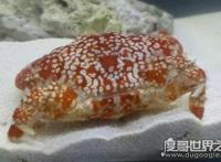 世界上最毒的螃蟹，一只可毒死45000只小老鼠（绣花脊熟若蟹）