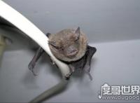 蝙蝠飞到家里是什么预兆，代表福兆(飞进家还是要驱赶出去)