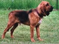 寻血猎犬（Bloodhound）世界上最著名的也是体型最大的嗅觉猎犬之一