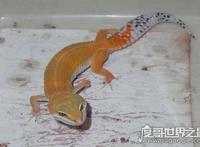 家养壁虎吃什么，它们一般吃各类昆虫(苍蝇蚊子飞蛾什么的)