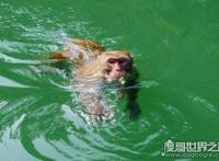 海猴子和水猴子的区别，水猴子图片看着真恐怖(内附图片)