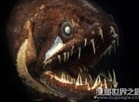 凶神恶煞的深海龙鱼，满口又长又尖的獠牙(身体会发光)
