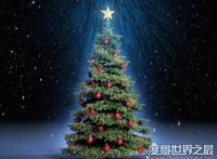 圣诞树是什么树，经过装饰的常青树(松柏类的树比较常见)