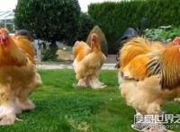 世界上最重的鸡，最高能达到1.2米（婆罗门鸡）