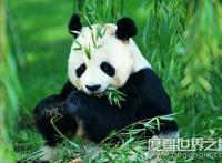 大熊猫吃肉吗，荤素照样通通都吃(主食仍然是竹子)