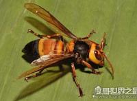 世界上最凶猛的虎头蜂，中国大虎头蜂蜇人致死