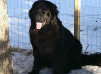 世界上十大最短命的狗，最忠诚的獒犬上榜最短只能活5年