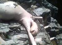 蒙托克怪兽长着鹰嘴，实为死去树懒腐烂的尸体