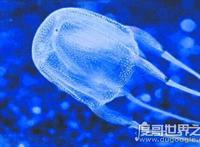 世界十大最毒动物排行榜，眼镜王蛇垫底(最毒动物是箱水母)