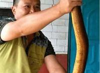 世界上最大的黄鳝，长1.5米重36斤已修炼成精