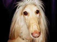 阿富汗猎犬多少钱一只，价值8000的贵族犬(国内禁养)