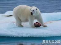 北极熊为什么不吃企鹅，因为企鹅在南极(两者不属于一个食物链)